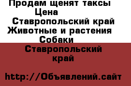 Продам щенят таксы › Цена ­ 1 500 - Ставропольский край Животные и растения » Собаки   . Ставропольский край